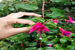 Fuchsia magellanica